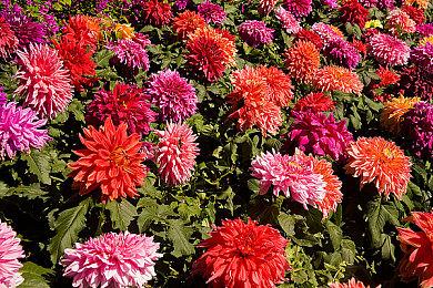 《最终幻想16》制作人称网络喷子的负面评论让人烦